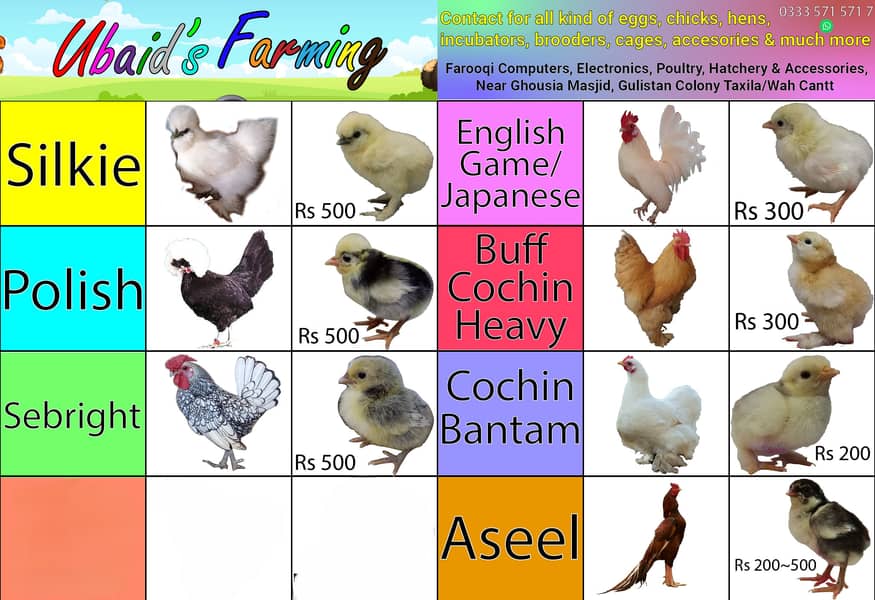 Fancy,Aseel,Hens,Chickens,Eggs,Feed,Hatchery,Incubators,O33357l57l7 0