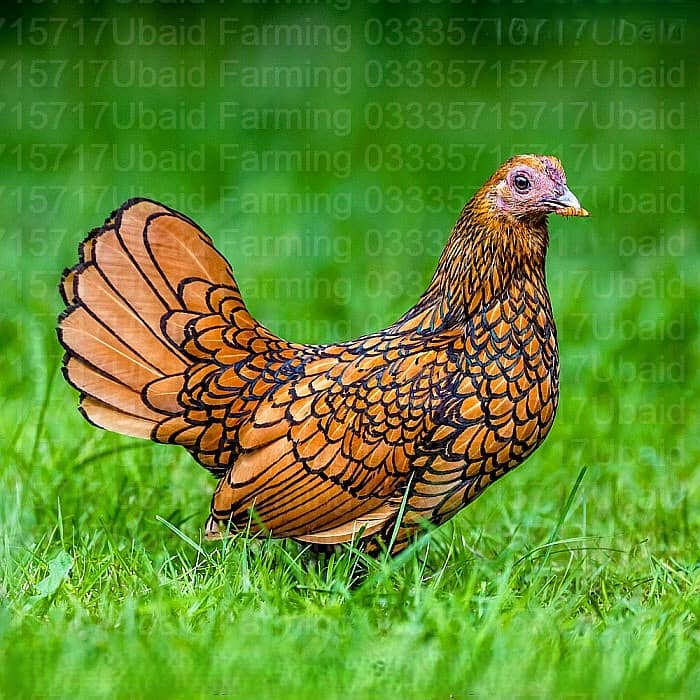 Fancy,Aseel,Hens,Chickens,Eggs,Feed,Hatchery,Incubators,O33357l57l7 8