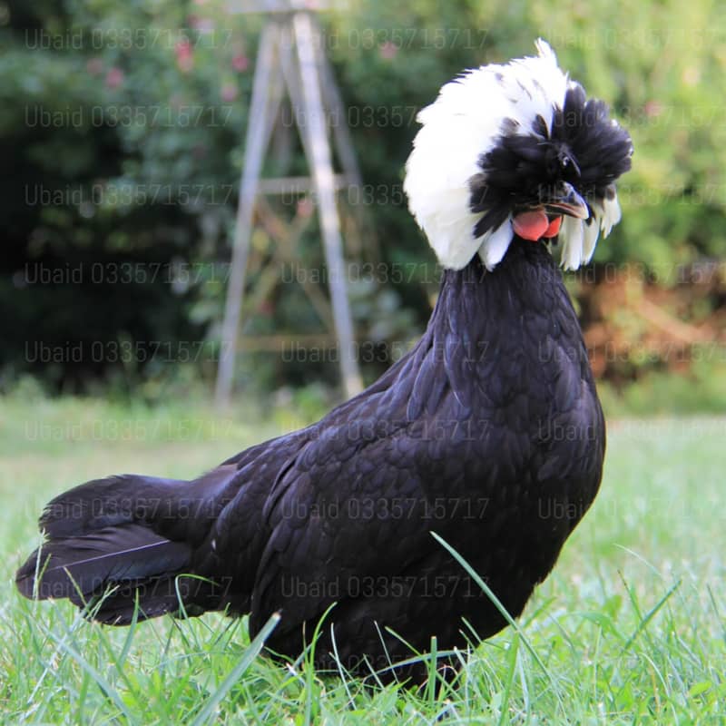 Fancy,Aseel,Hens,Chickens,Eggs,Feed,Hatchery,Incubators,O33357l57l7 11