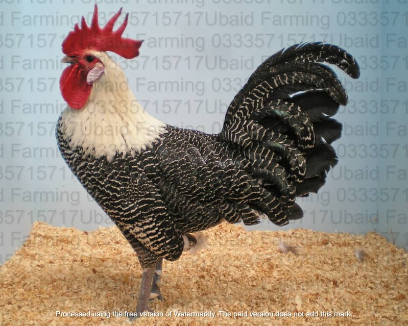 Fancy,Aseel,Hens,Chickens,Eggs,Feed,Hatchery,Incubators,O33357l57l7 16