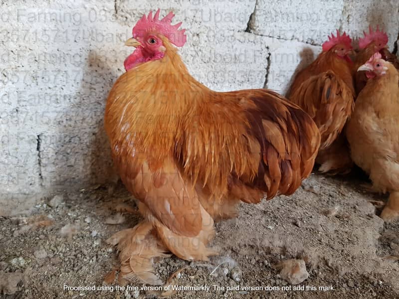 Fancy,Aseel,Hens,Chickens,Eggs,Feed,Hatchery,Incubators,O33357l57l7 17