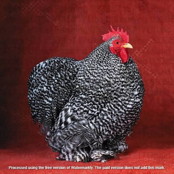 Fancy,Aseel,Hens,Chickens,Eggs,Feed,Hatchery,Incubators,O33357l57l7 18