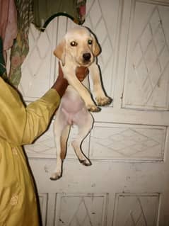 *Labrador female puppy*top quality*55days age*full active*for sale*