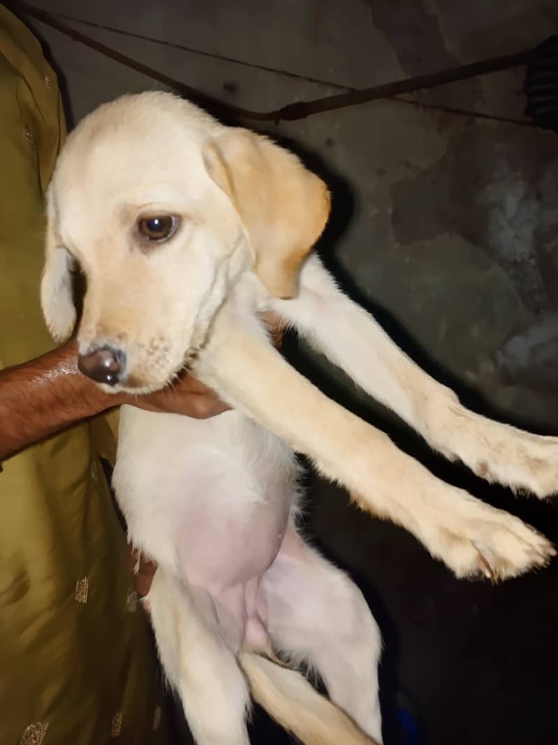 *Labrador female puppy*top quality*55days age*full active*for sale* 1