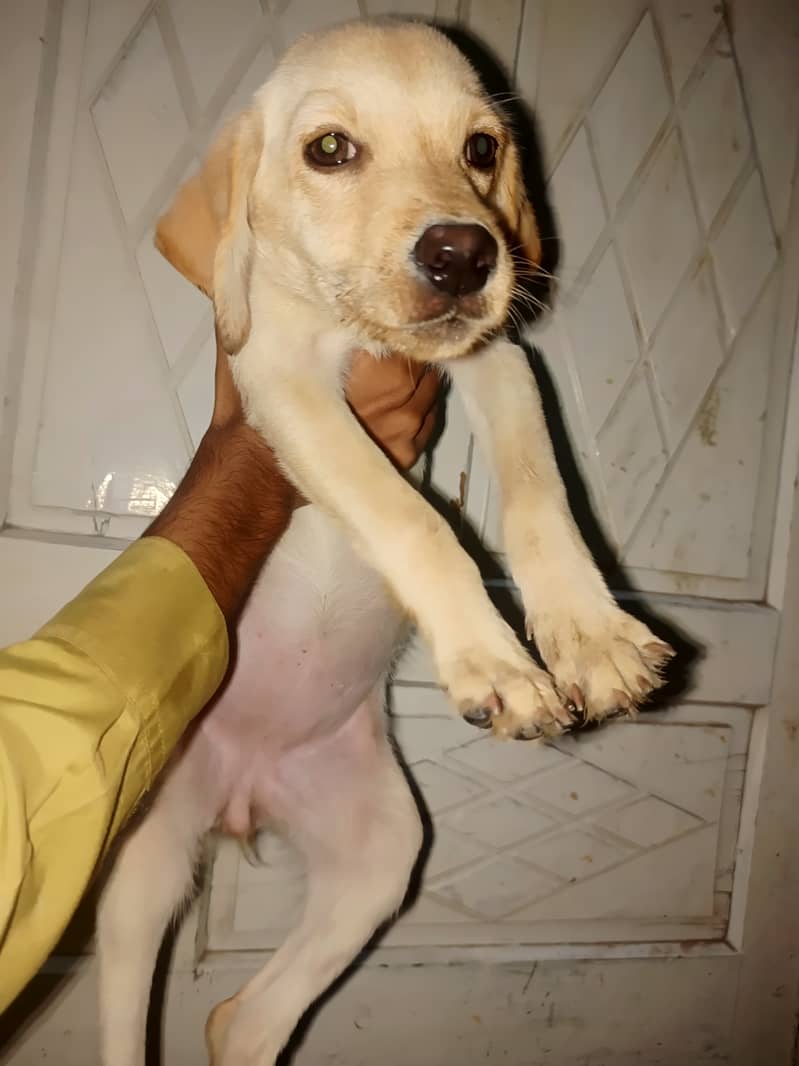 *Labrador female puppy*top quality*55days age*full active*for sale* 2