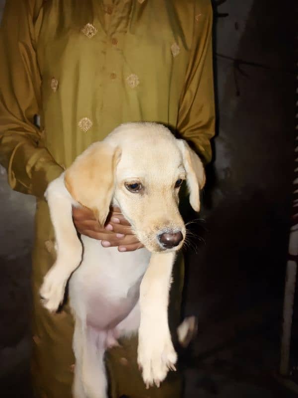 *Labrador female puppy*top quality*55days age*full active*for sale* 3