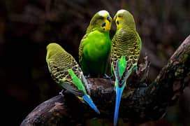 Australian Parrote breeder pair