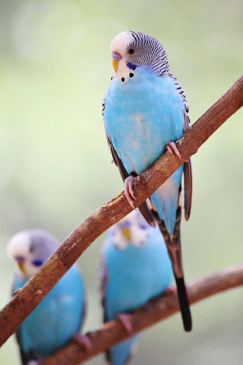 Australian Parrote breeder pair 2