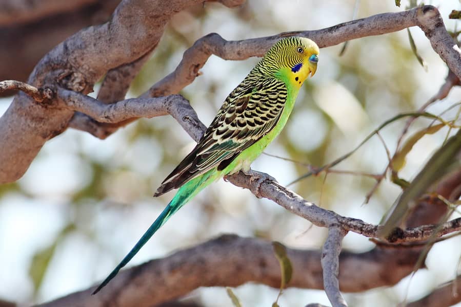 Australian Parrote breeder pair 3