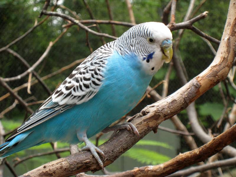 Australian Parrote breeder pair 5