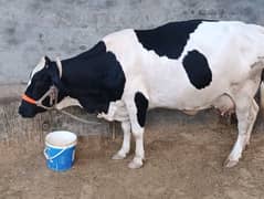 Jersey Friesian/ Cow -  Gaee -  Cattle - جرسی فریزن گاۓ