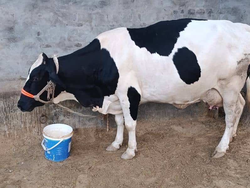 Jersey Friesian/ Cow -  Gaee -  Cattle - جرسی فریزن گاۓ 0