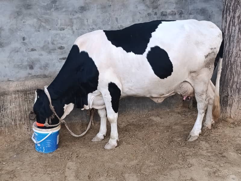 Jersey Friesian/ Cow -  Gaee -  Cattle - جرسی فریزن گاۓ 1