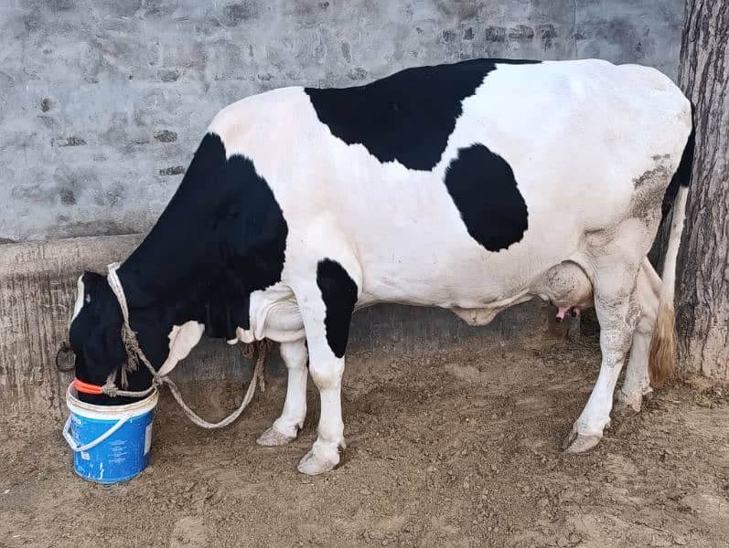 Jersey Friesian/ Cow -  Gaee -  Cattle - جرسی فریزن گاۓ 4