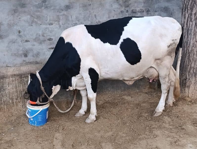 Jersey Friesian/ Cow -  Gaee -  Cattle - جرسی فریزن گاۓ 5