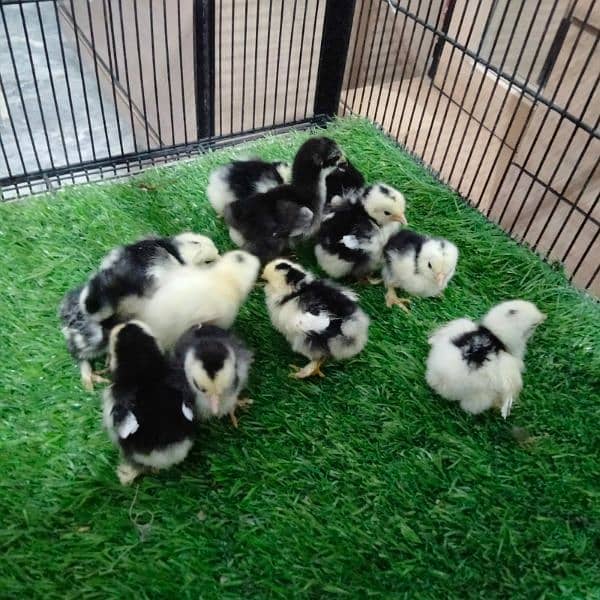 Polish and Buff chicks available 4