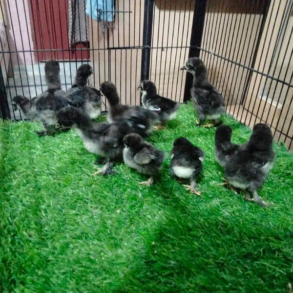 Polish and Buff chicks available 5