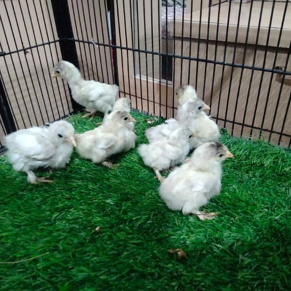 Polish and Buff chicks available 6