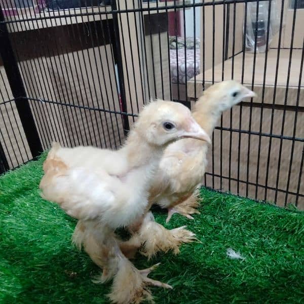 Polish and Buff chicks available 7