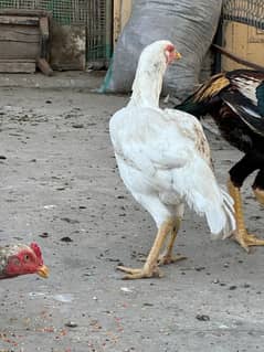 mix breed aseel murga with chicks