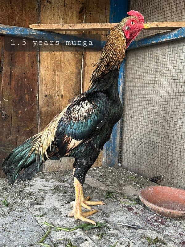 mix breed aseel murga with chicks 2