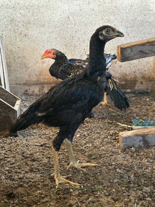 mix breed aseel murga with chicks 3