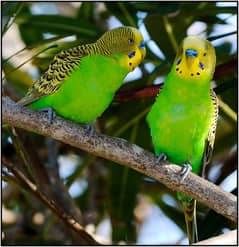 Australian Parrote breeder pair