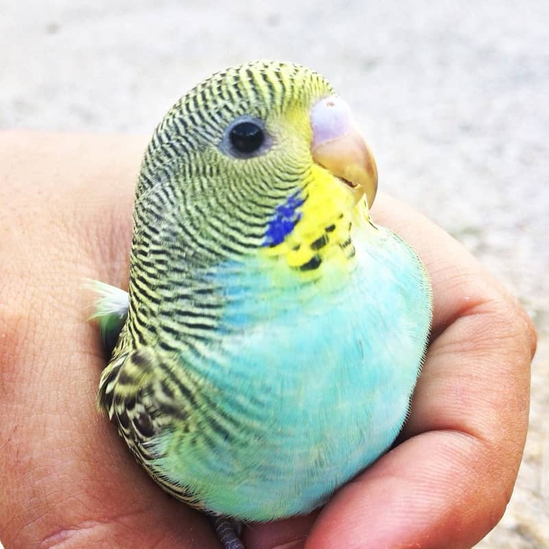 Australian Parrote breeder pair 3