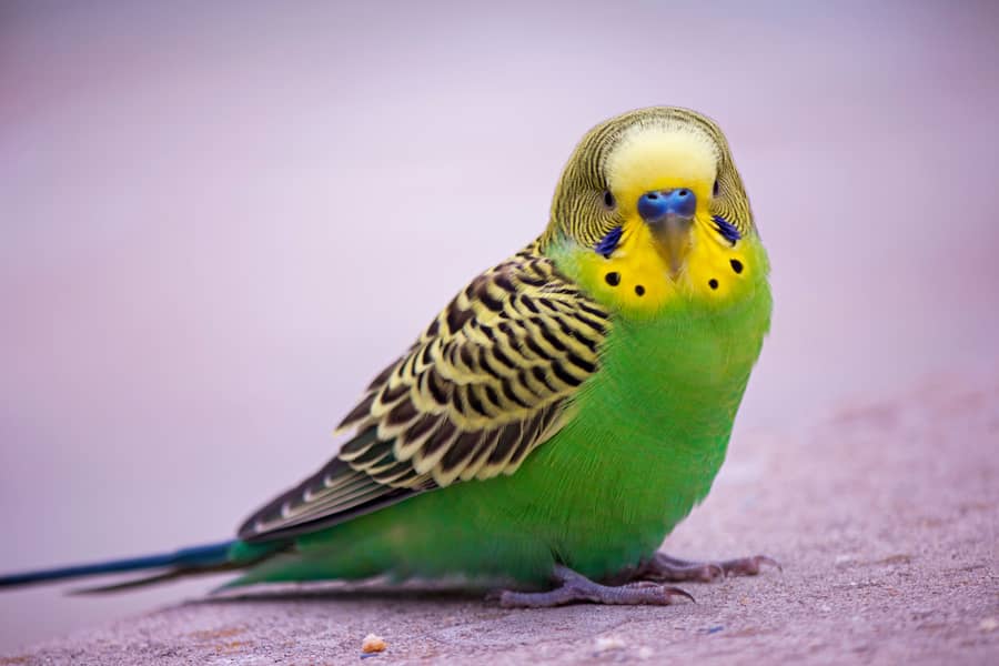 Australian Parrote breeder pair 6