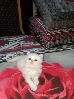 Persian cat