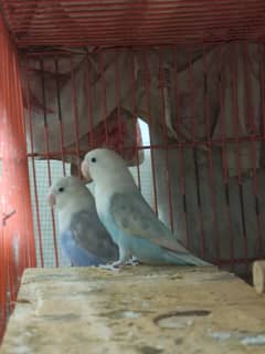 Beautifull  Lovebird Pair for Sale + Budgies - Cockatiel - Cage Wood