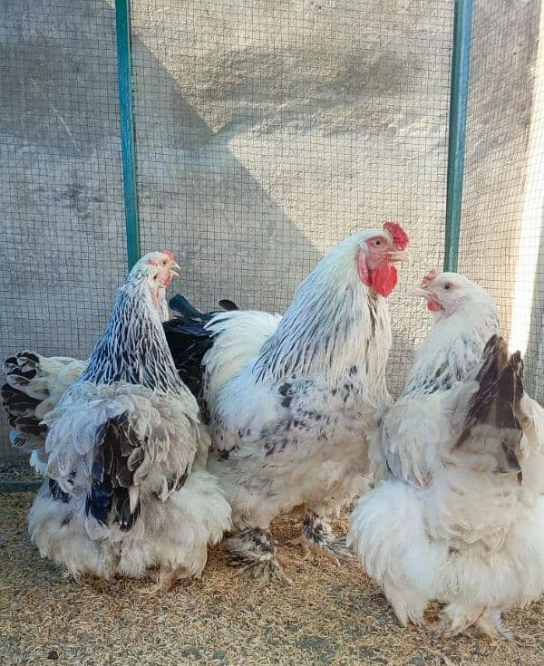 white Partridge brahma pair 0