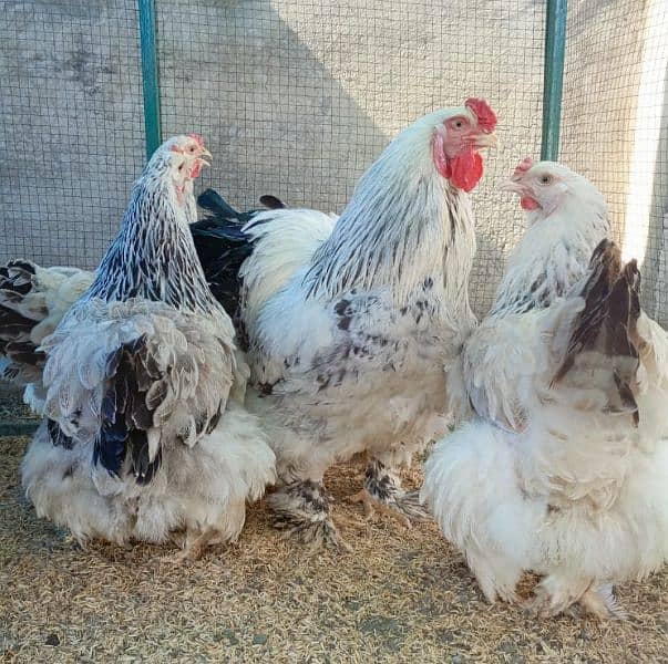 white Partridge brahma pair 1