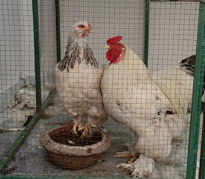 white Partridge brahma pair 2