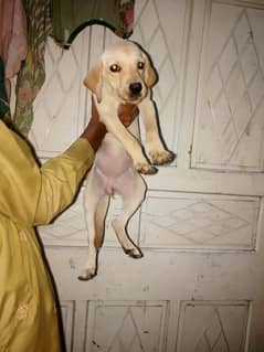 *Labrador female puppy*full active playful* For sale*