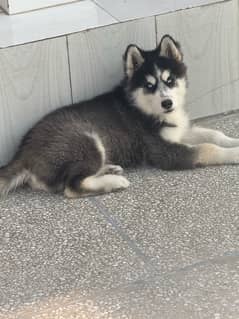 Siberian husky