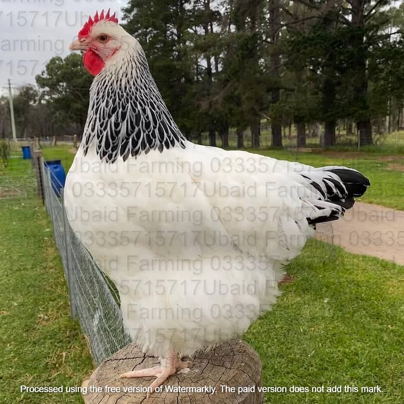 Fancy,Aseel,Hens,Chickens,Eggs,Feed,Hatchery,Incubators,O33357l57l7 15