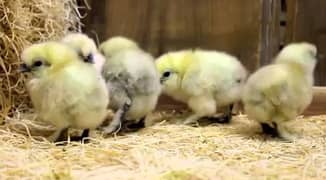 white silkie 1 week chicks for sale