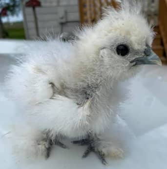 white silkie 1 week chicks for sale 1