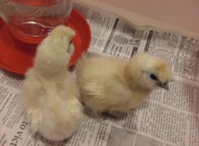 white silkie 1 week chicks for sale 2