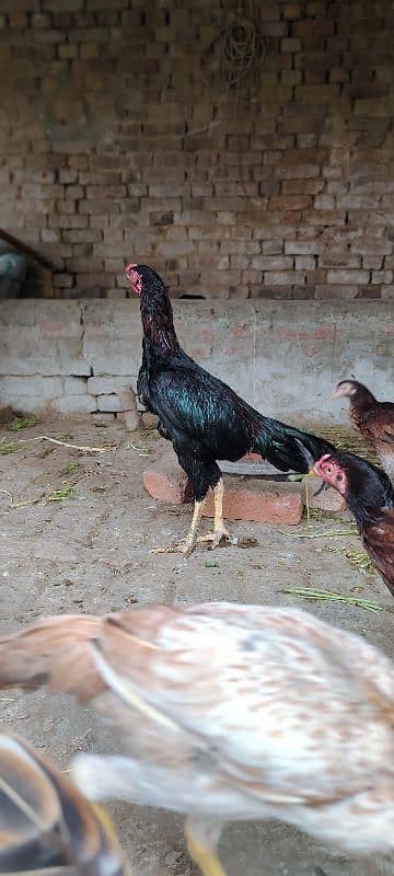 shamo cross thikra breed long height aseel 2