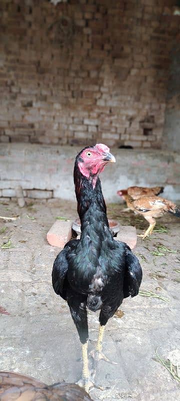 shamo cross thikra breed long height aseel 3