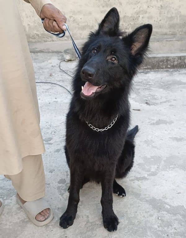 Black German Shepherd Male Available For Sale 1