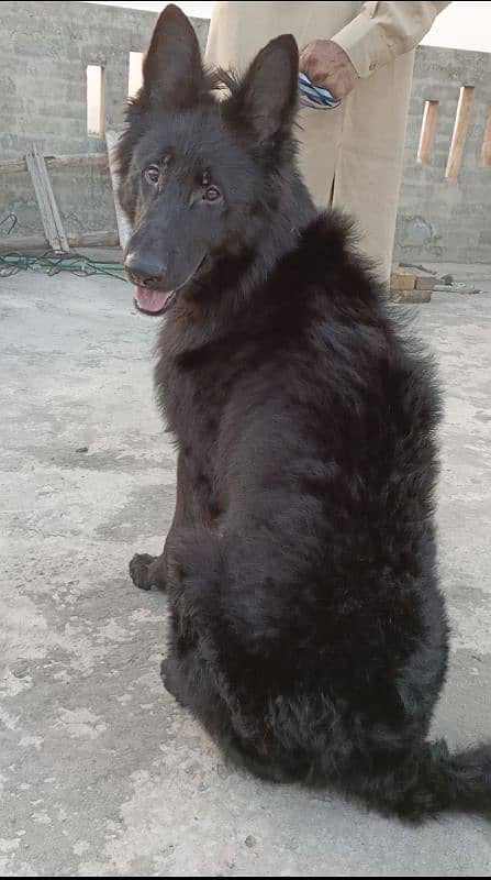 Black German Shepherd Male Available For Sale 2