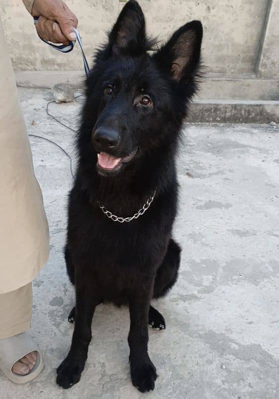 Black German Shepherd Male Available For Sale 4