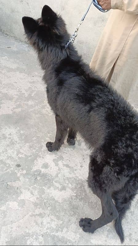 Black German Shepherd Male Available For Sale 5