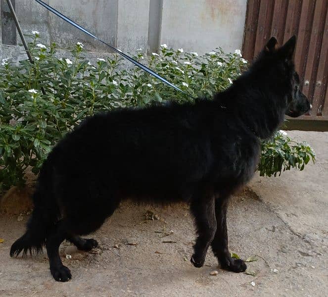 Black German Shepherd Male Available For Sale 6