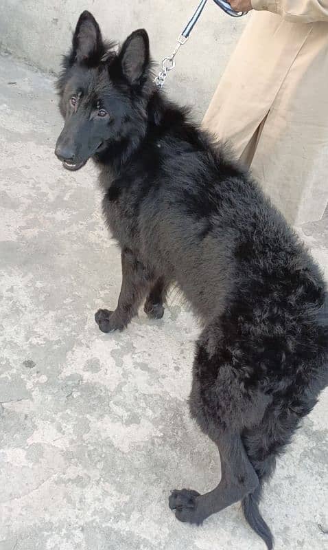 Black German Shepherd Male Available For Sale 7