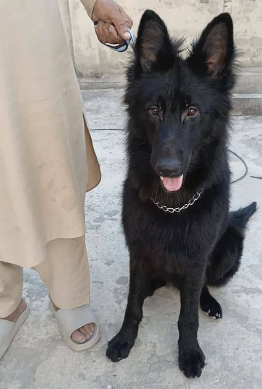 Black German Shepherd Male Available For Sale 8