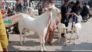 Bakra bakri dumba teddy Barbari Gulabi kids sab ka saman available